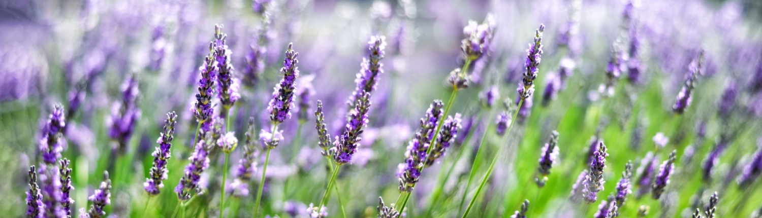 AdobeStock_199971285